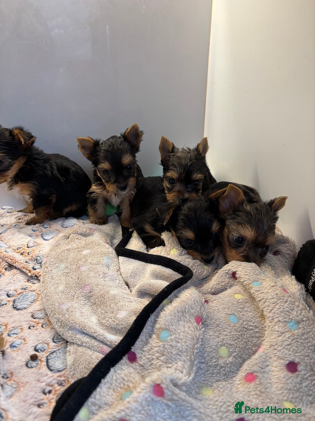 Yorkshire Terrier dogs for sale:  Merle Yorkshire terrier puppies  - Image 29