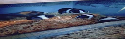 Guinea Pig rodents for sale: Baby females and males - Advert 2