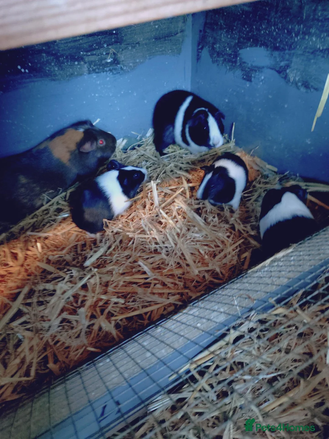 Guinea Pig rodents for sale: Baby females and males - Advert 2