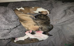 American Bulldog dogs for sale: American bulldog pups for sale - Image 1