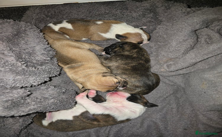 American Bulldog dogs - Advert 1