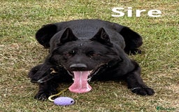 German Shepherd dogs for sale: Exceptional KC Reg DDR GSD Puppies Rare Bloodlines - Image 7