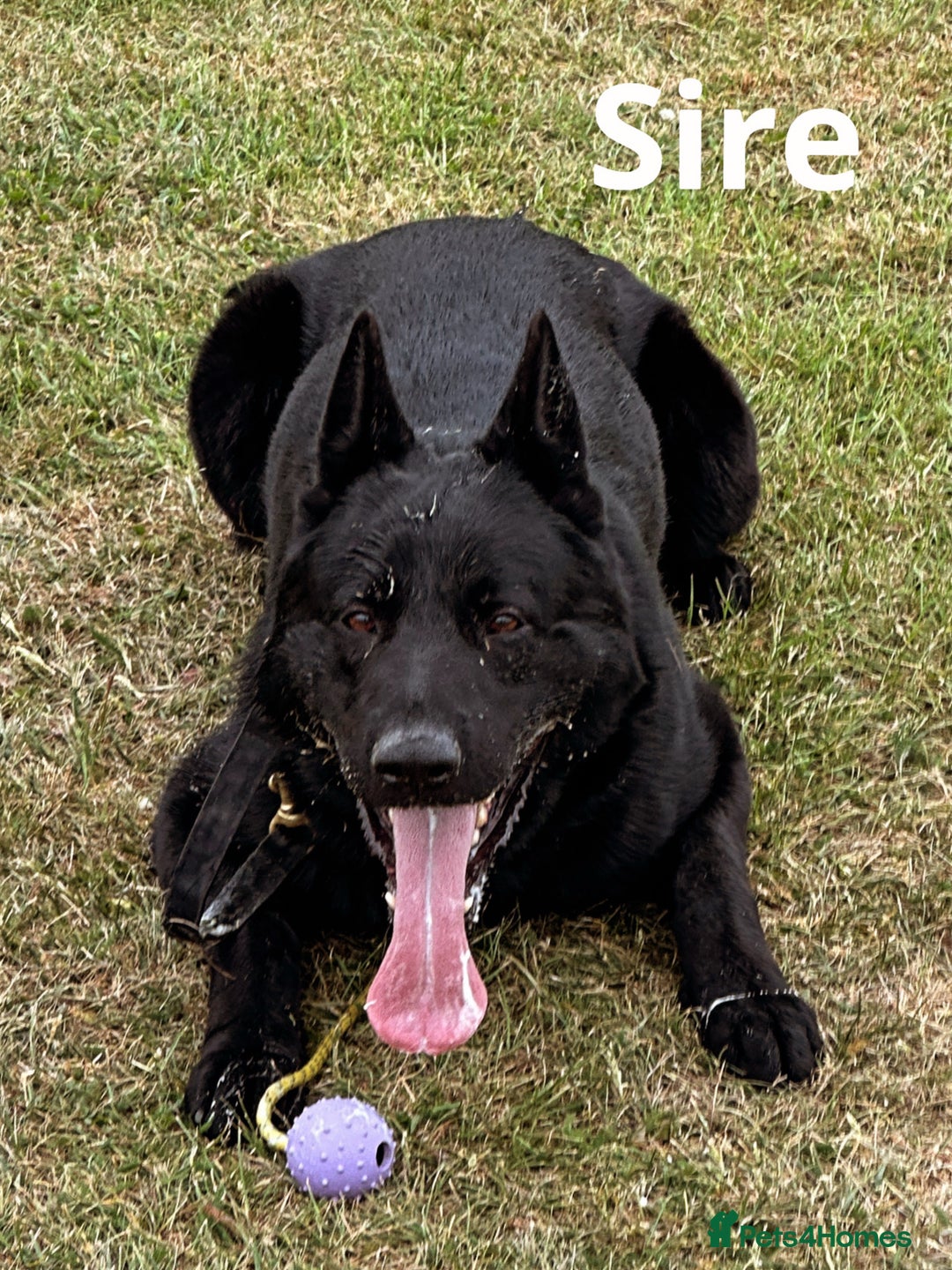 German Shepherd dogs for sale: Exceptional KC Reg DDR GSD Puppies Rare Bloodlines - Image 7