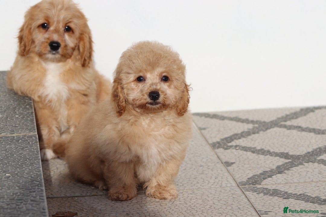 Cavapoo dogs for sale: F1 Cavapoo puppies for sale FULLY VACCINATED - Advert 15