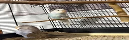 Budgerigars birds for sale:   budgies only 2 females left  - Advert 2