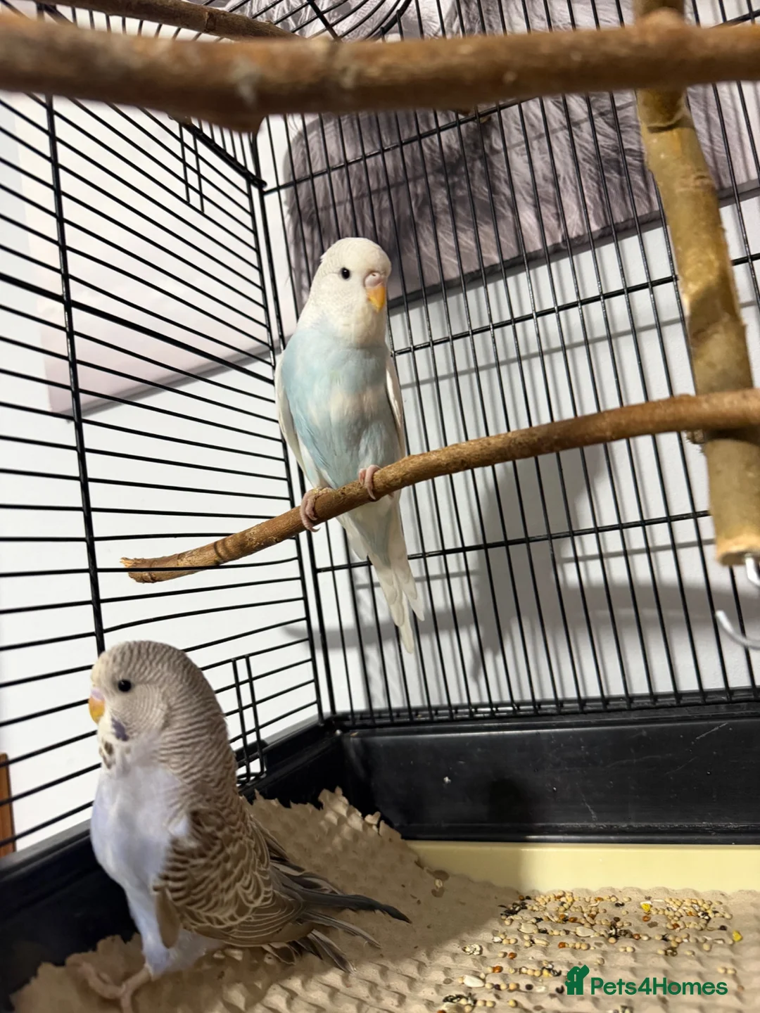 Budgerigars birds for sale:   budgies only 2 females left  - Advert 2