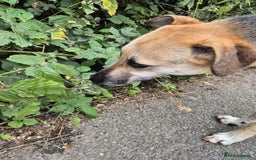 Mixed Breed dogs for adoption: JACK FOR ADOPTION OR FOSTER IN CORNWALL OR DEVON - Image 19
