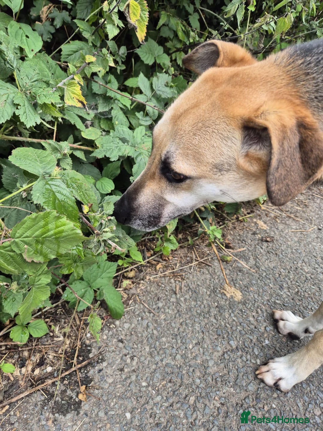 Mixed Breed dogs for adoption: JACK FOR ADOPTION OR FOSTER IN CORNWALL OR DEVON - Image 19