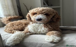 Australian Labradoodle dogs for sale: Stunning Multigen Mini Australian Labradoodle mix. - Image 23