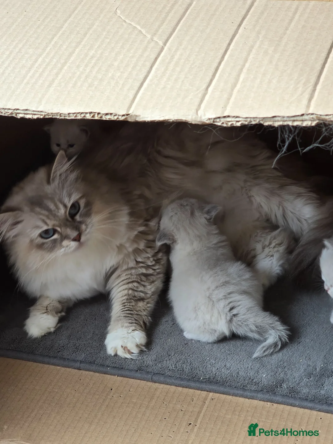 Siberian cats for sale: 4 Siberian Neva Masquerade kittens for seal - Advert 1
