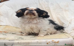 King Charles Spaniel dogs for sale: Top quality show lines King Charles spaniel bitch - Image 5