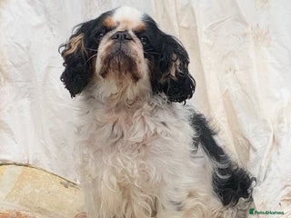 King Charles Spaniel dogs - Advert 2