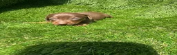 Dachshund dogs for sale: 🐾DWKC REG, DACHSHUND PUPPIES - Advert 10