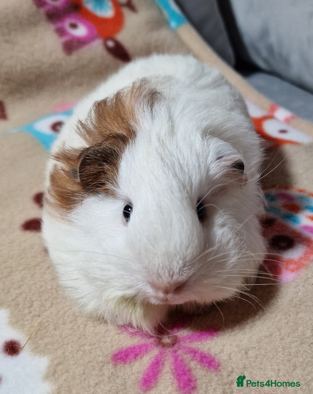 Guinea Pig rodents for sale: Two Stunning Sheltie Sows - Image 25