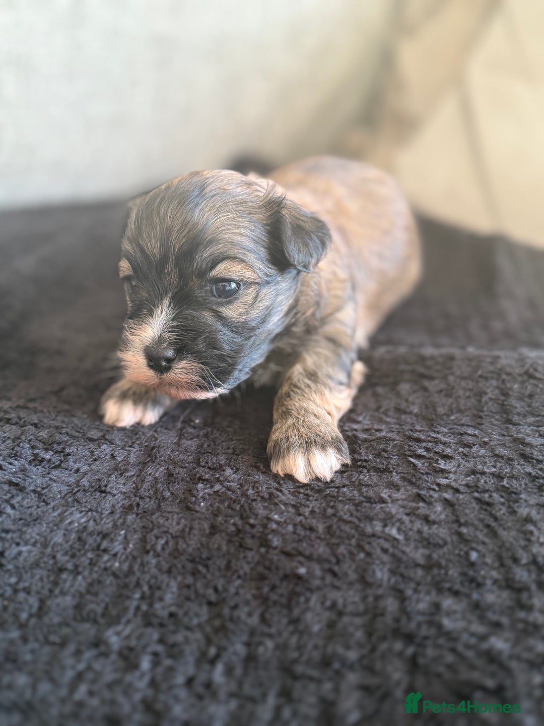 Havanese dogs for sale: Adorable Havanese Puppies for sale - Advert 1