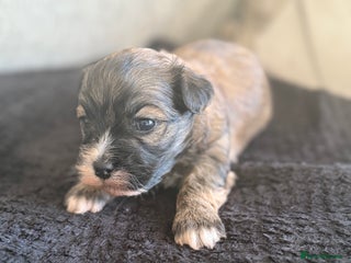 Havanese dogs Adorable Havanese Puppies for sale - Advert 2