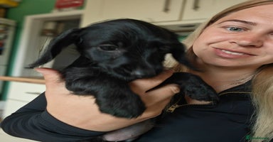 Doxiepoo dogs in Doncaster - Advert 2