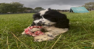 Cocker Spaniel dogs in Birmingham - Advert 4