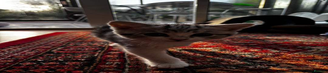 British Shorthair Kitten 3