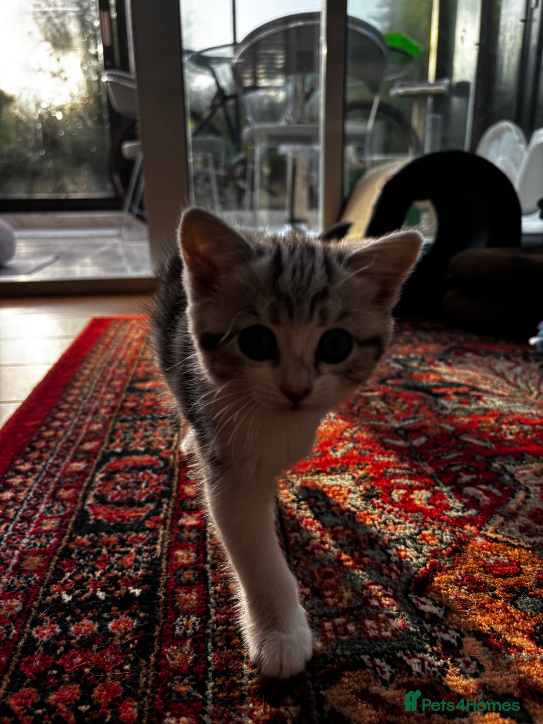 British Shorthair cats for sale: Beautiful British Shorthair/Turkish Angora Kittens - Image 18