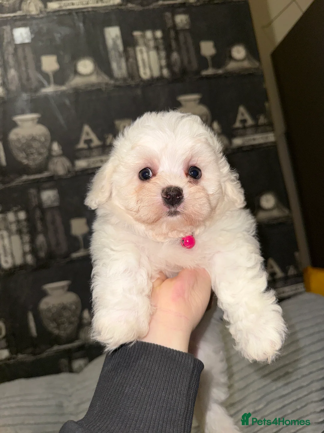 Bichon Frise dogs for sale: 2little bichon frise looking for a new home❤️🩷💚 - Advert 5