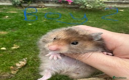 Hamster rodents for sale: Baby syrian hamsters males and females - Image 3
