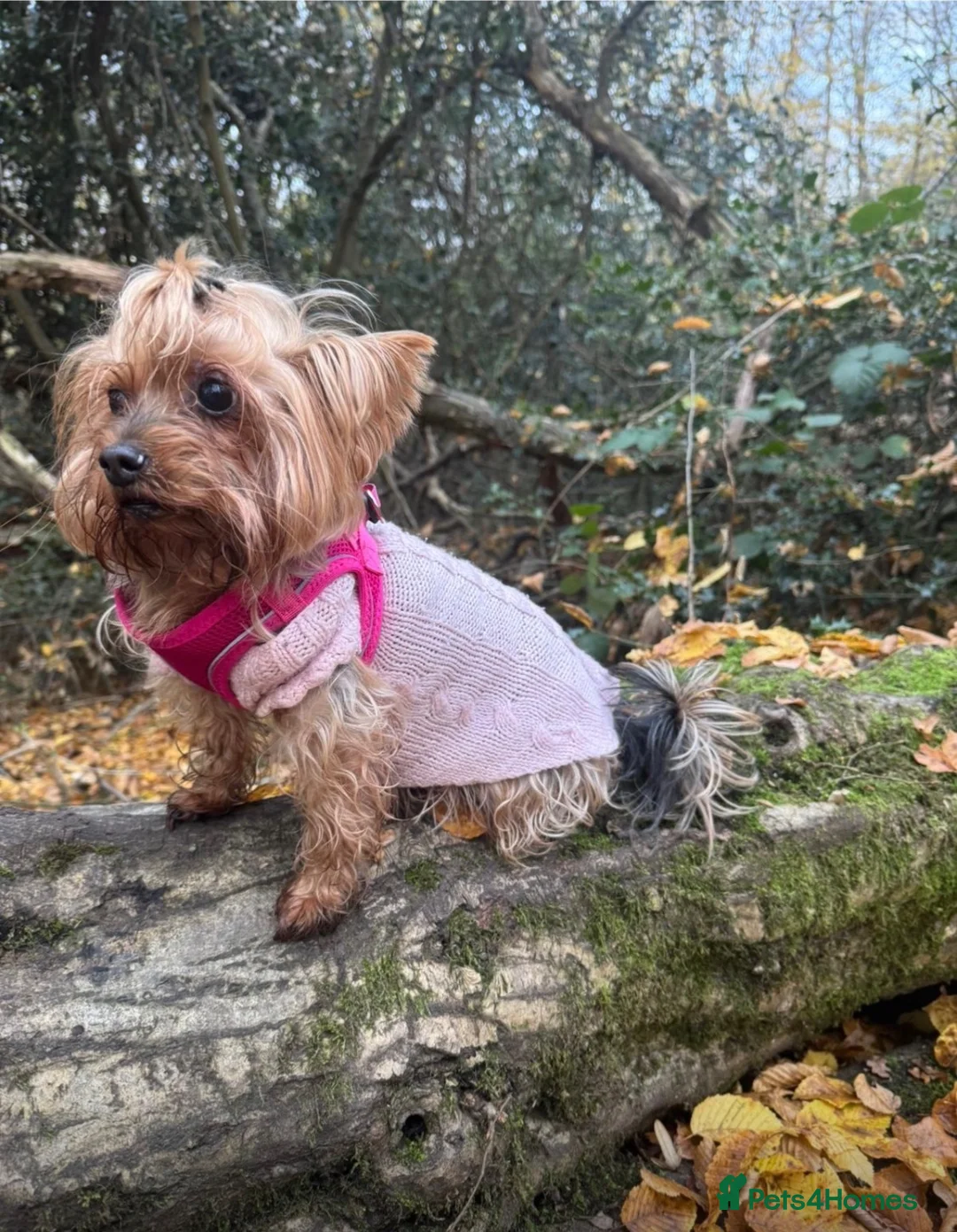 Yorkshire Terrier dogs for sale: Looking for a caring home (free) - Advert 1