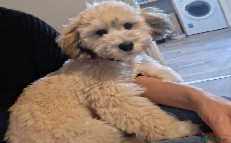 Lhasapoo dogs - Advert 1