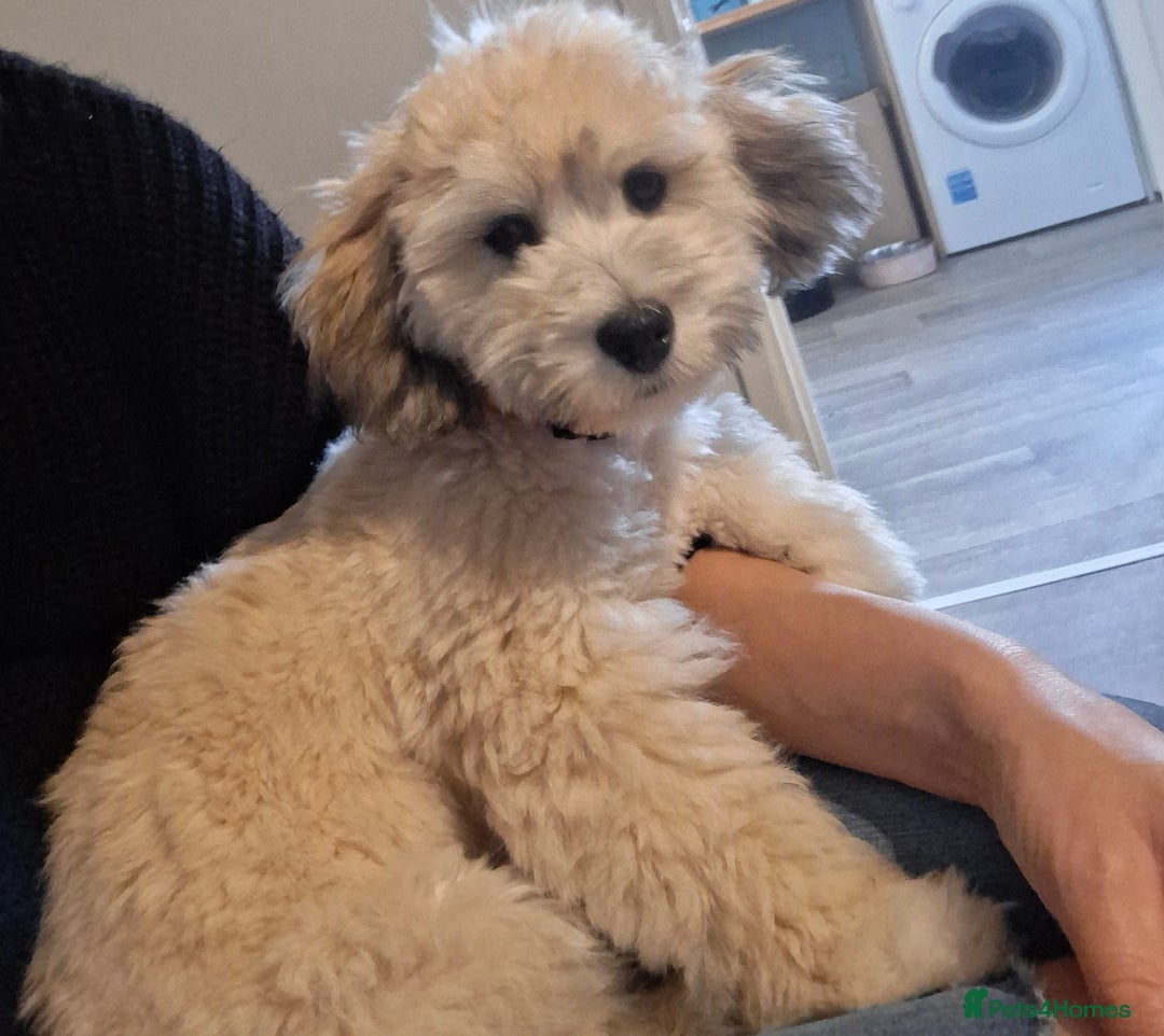 Lhasapoo dogs for sale: Lhasapoo  - Image 1