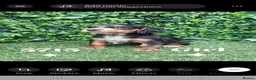 Cocker Spaniel dogs for sale: Beautiful Cocker spaniel  - Advert 5