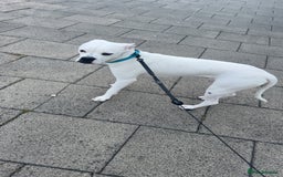 Mixed Breed dogs for sale: Mixed breed for rehoming - Advert 5