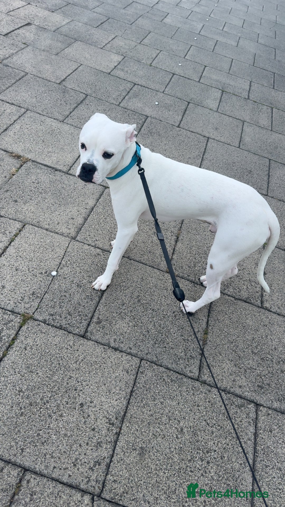 Mixed Breed dogs for sale: Mixed breed for rehoming - Advert 5