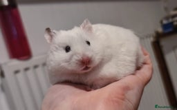 Hamster rodents for sale: Baby hamster  - Advert 3