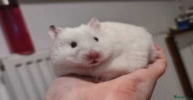 Hamster rodents - Advert 14