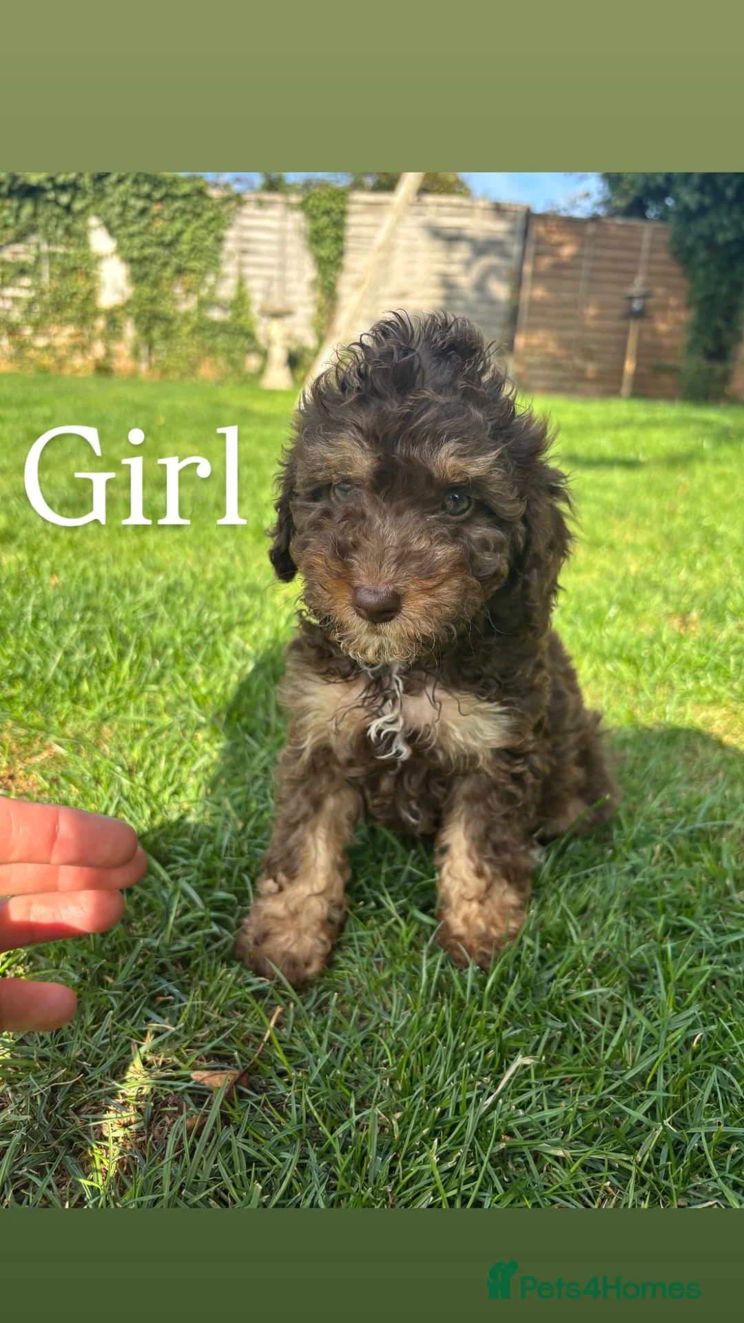 Cockapoo dogs for sale: Beautiful cockapoos  in Peterborough - Advert 1