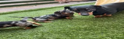 Miniature Dachshund dogs for sale: KC champion miniature short coat dachshund    in Preston - Advert 6