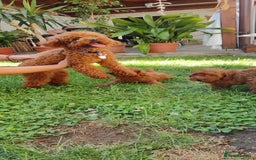 Toy Poodle dogs for sale: Toy poodle EU passports  - Image 5