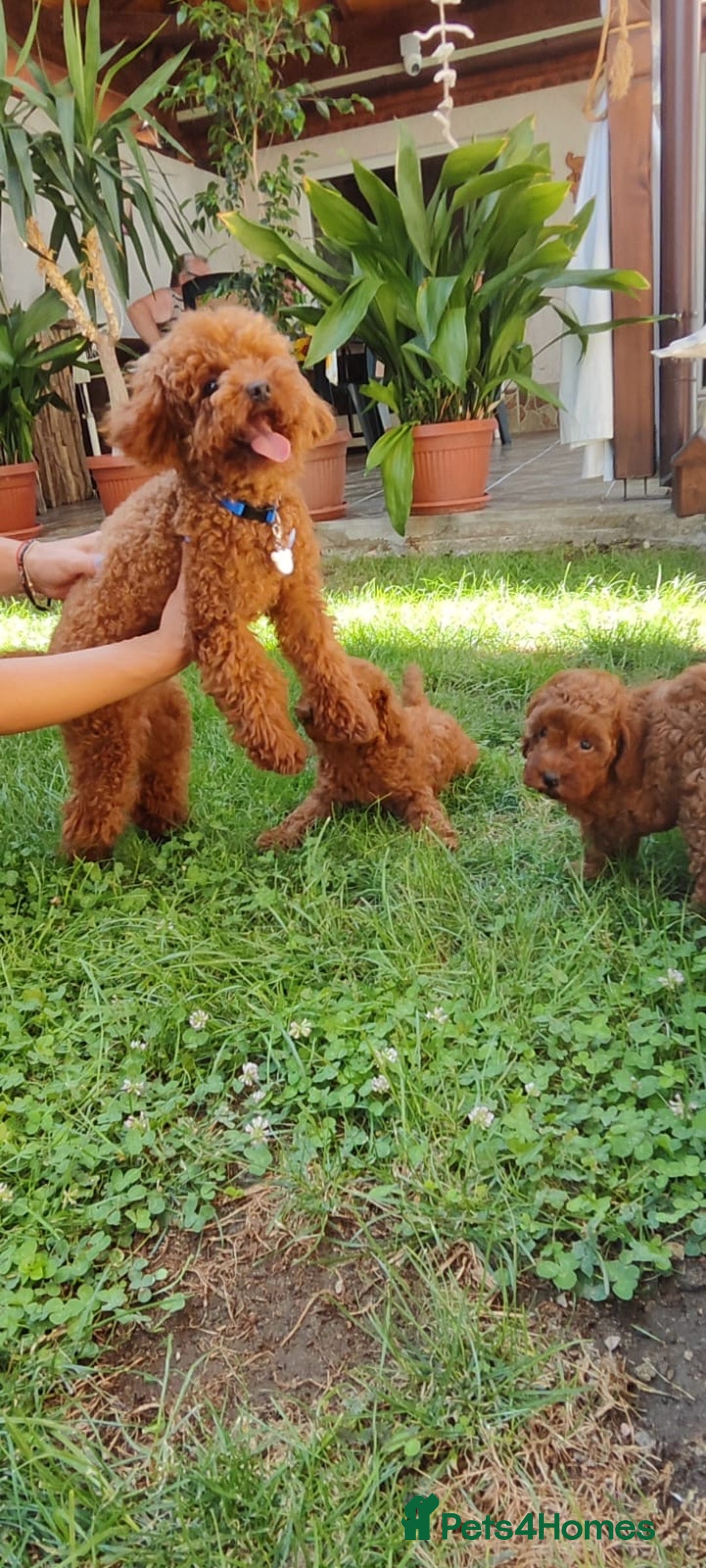 Toy Poodle dogs for sale: Toy poodle EU passports  - Image 5