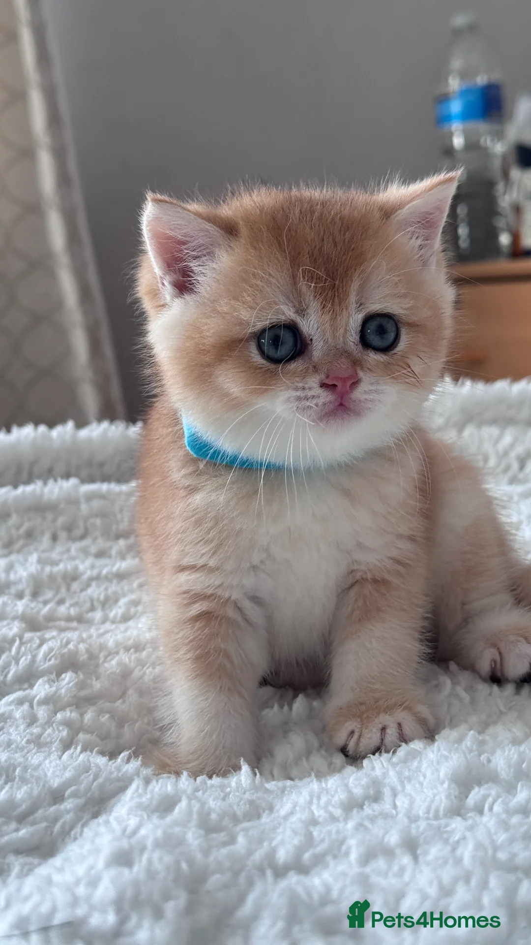British Shorthair cats for sale: Adorable GCCF BSH BY12 NY12Chocolate Gold kittens  - Advert 4