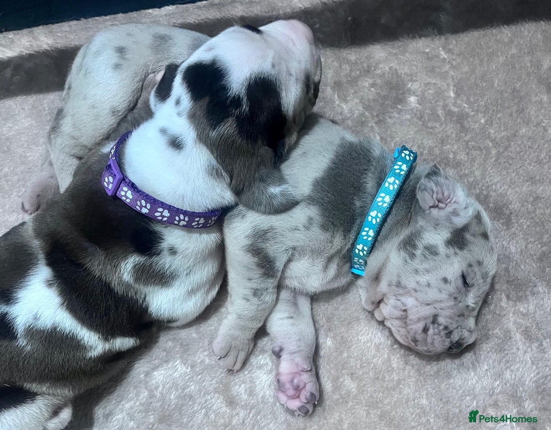 Great Dane dogs for sale: Stunning Great Dane puppies  - Advert 10