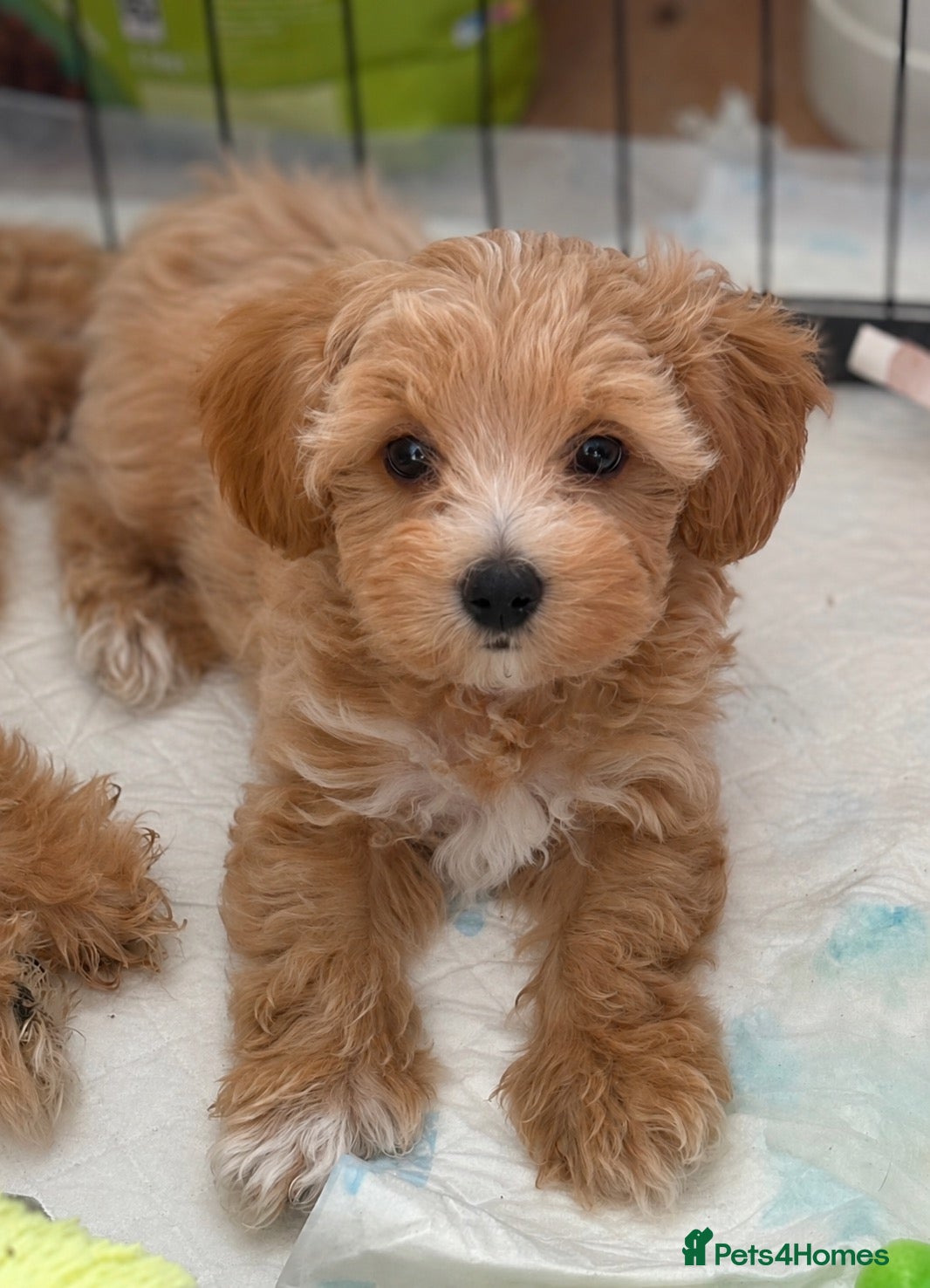Maltipoo dogs READY NOW beautiful Maltipoo pups ❤️❤️ - Advert 1
