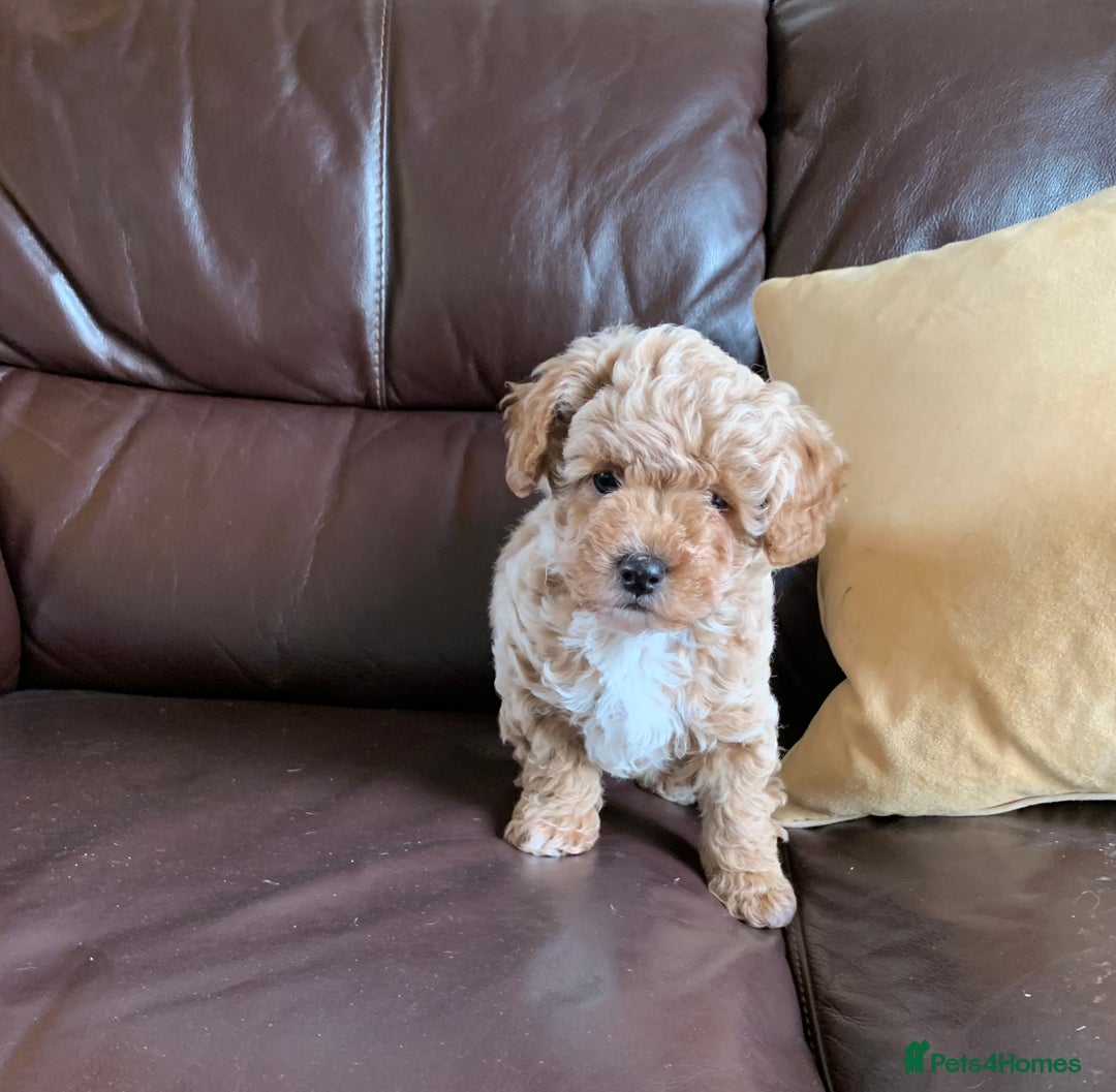 Poochon dogs for sale: Outstanding Poochon puppies - Advert 9