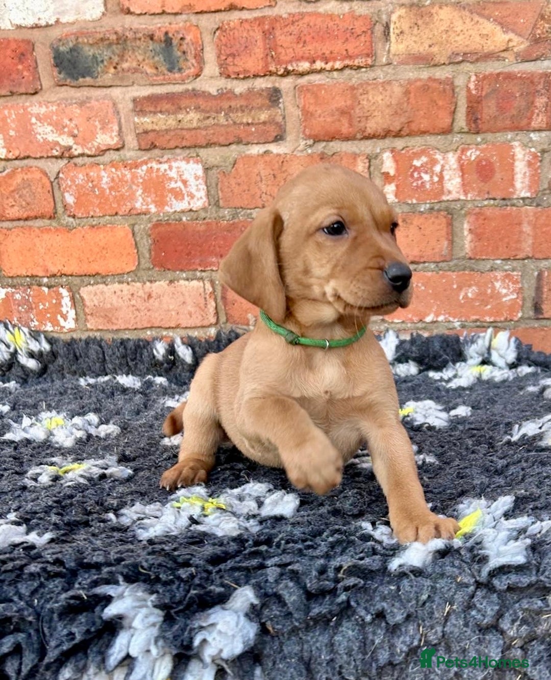 Mixed Breed dogs for sale: Stunning quality Vizslador puppies  - Advert 17