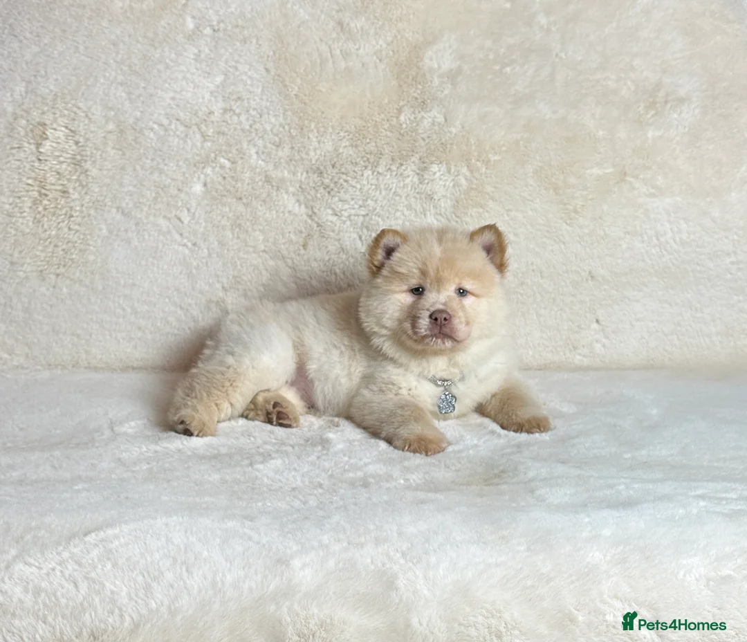 Mixed Breed dogs for sale: (Bear) lilac platinum male chowsky puppy  - Advert 6