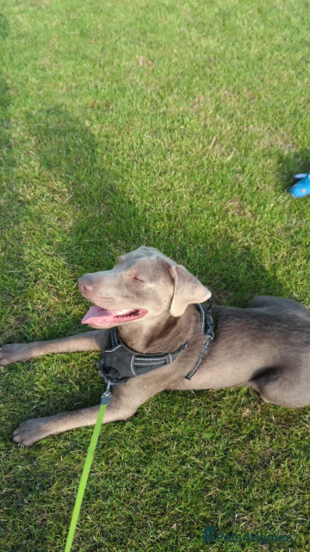 Labrador Retriever dogs for stud: Silver Labrador for stud  - Image 5