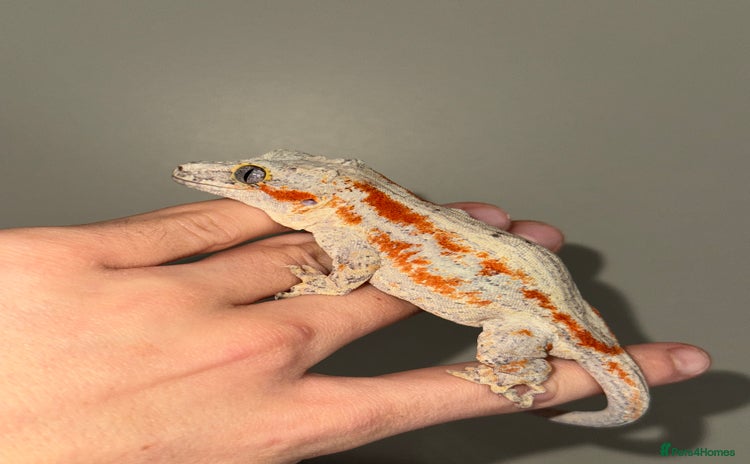 Gecko reptiles - Advert 2