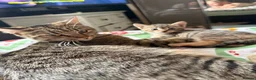 Mixed Breed cats for sale: 3 kittens  - Advert 2