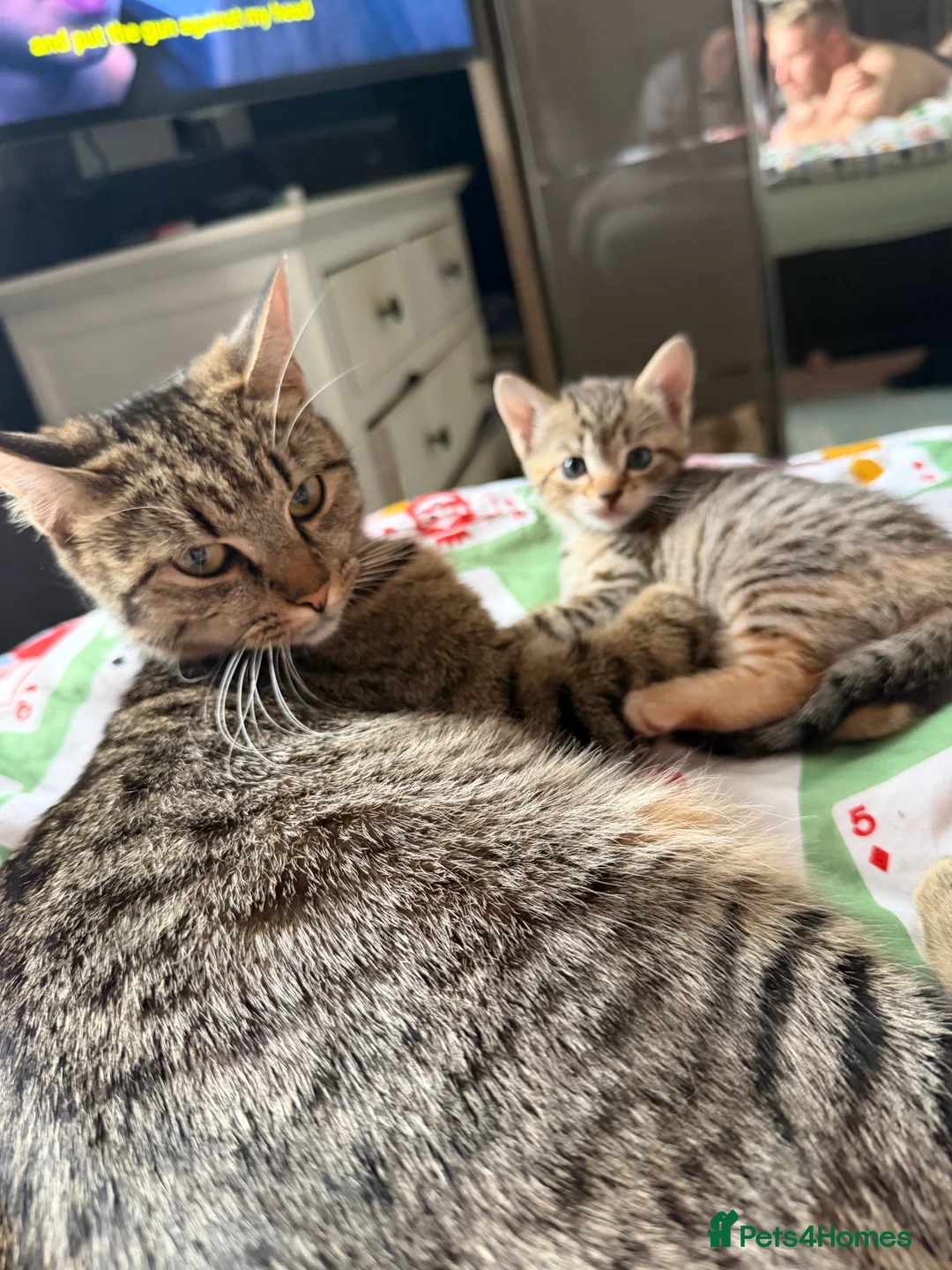 Mixed Breed cats for sale: 3 kittens  - Advert 2