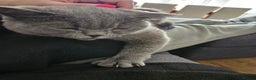 British Shorthair cats for sale: Beautiful British Blue needs a loving home - Advert 8