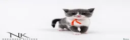 British Shorthair cats for sale: 10 Week old GCCF REG BSH KITTENS  - Advert 20